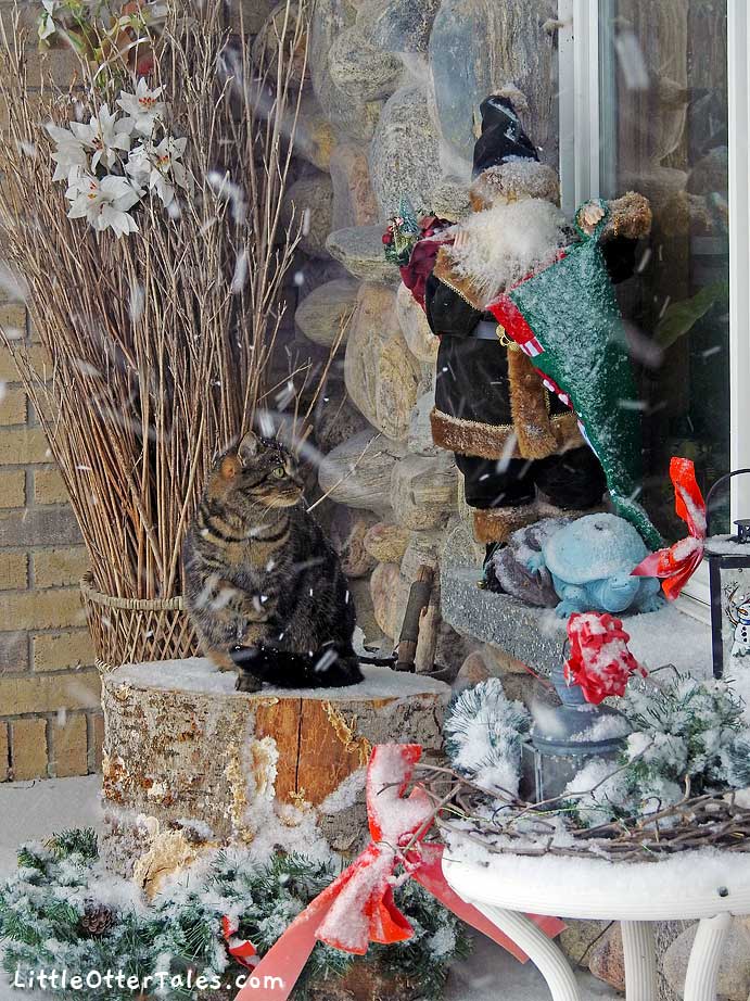 Christmas cat in the snow