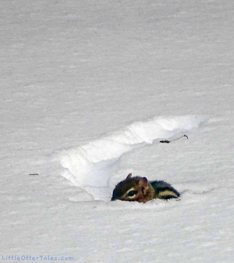 chipmunk in the snow