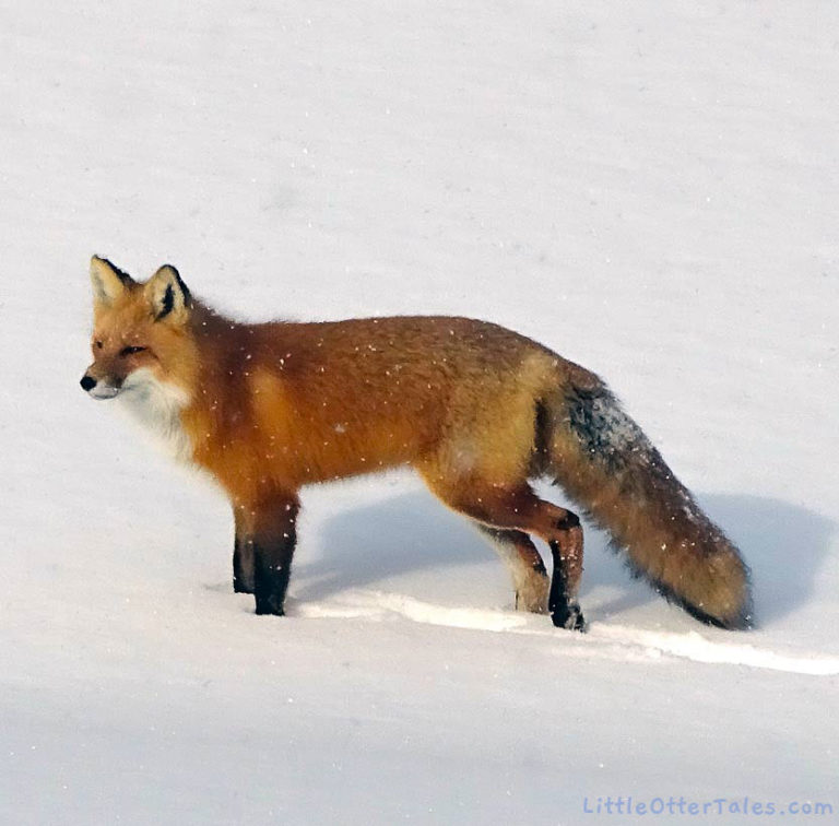fox in the snow