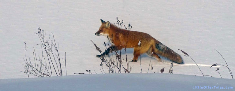 fox running through snow