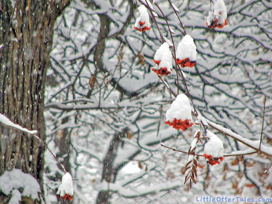 mountain ash tree orange berries in snow