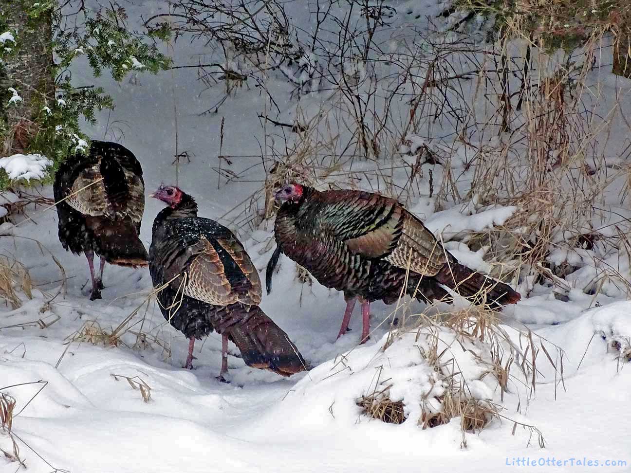 wild turkeys in the snow