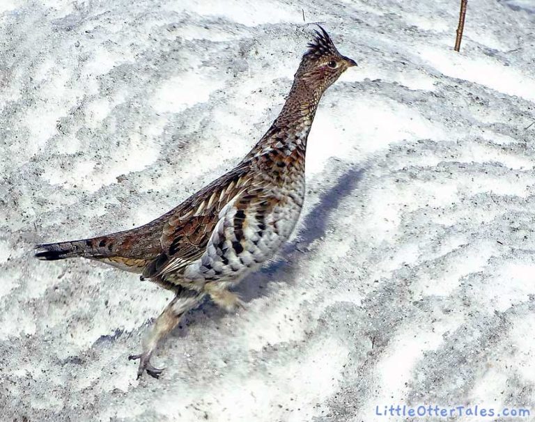 ruffed grouse running in snow