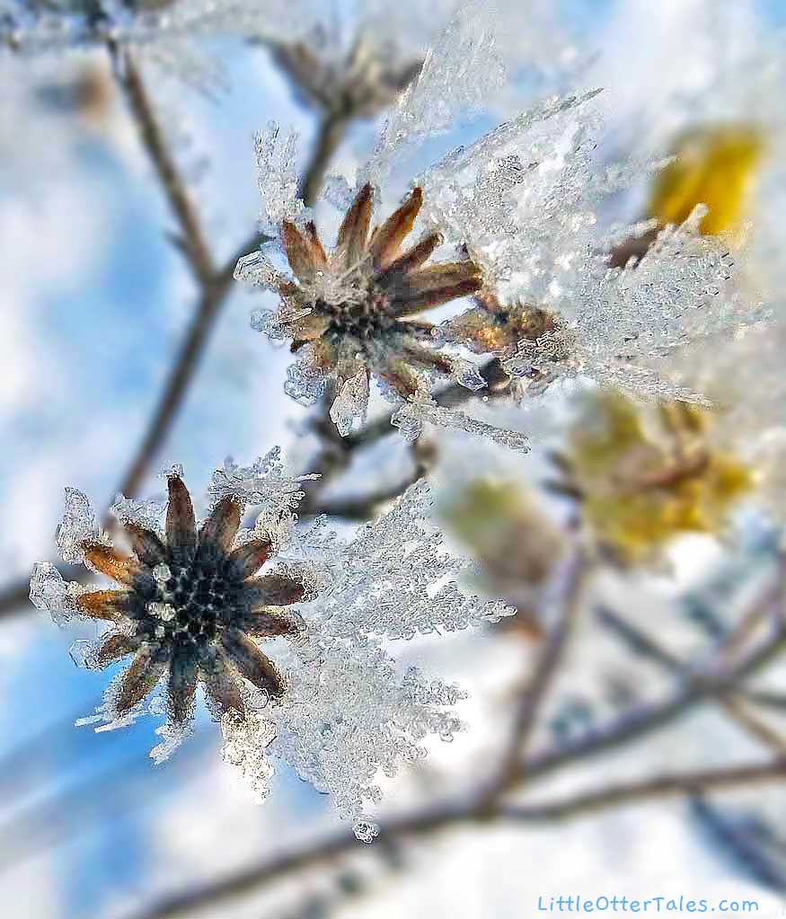 frosted flowers