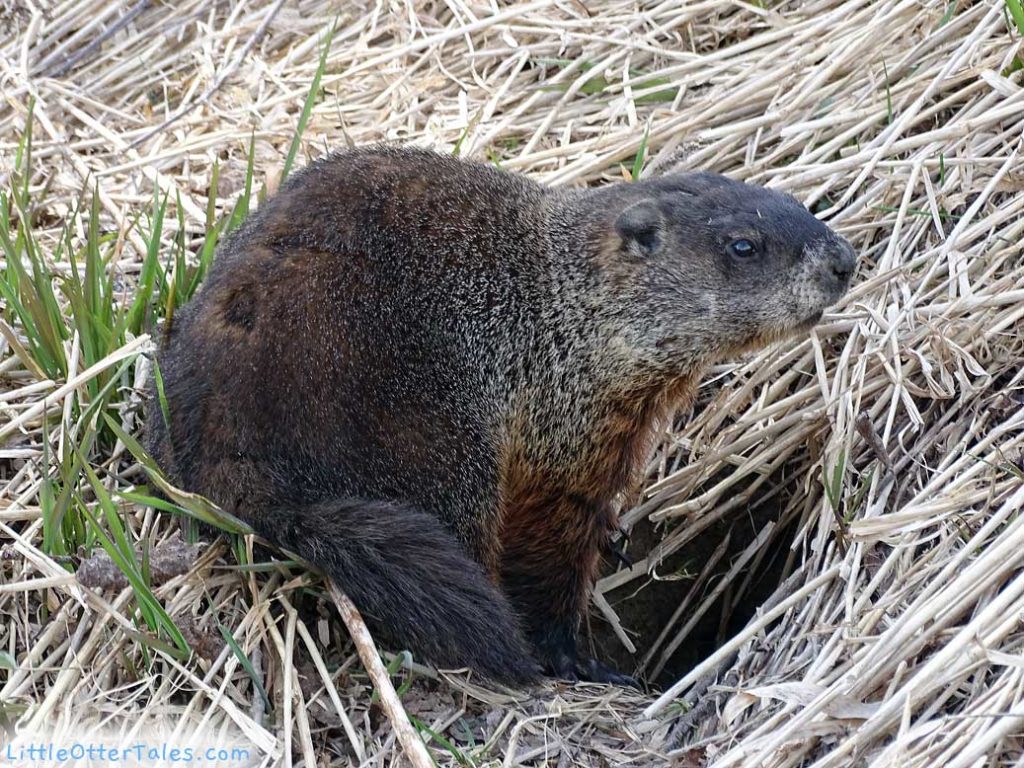 groundhog at entrance to his burrow