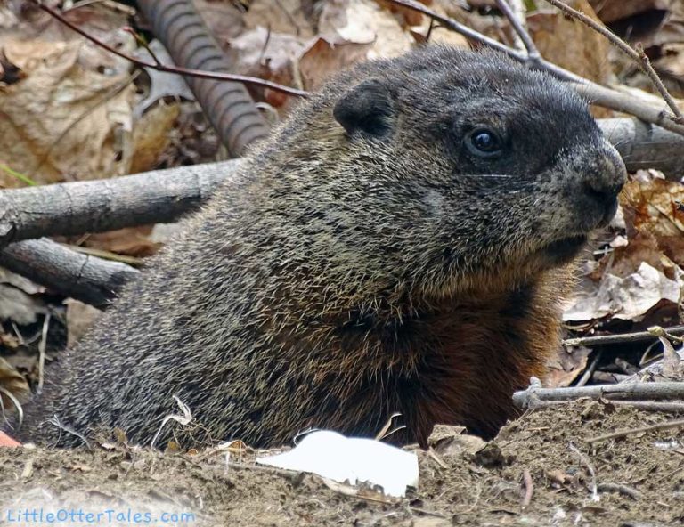 groundhog at his burrow