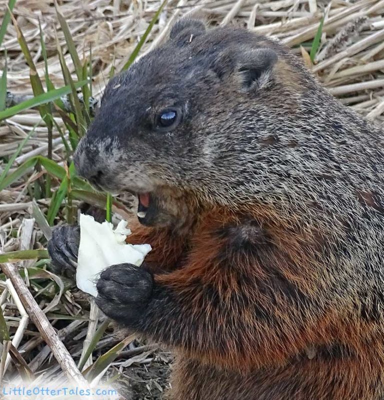 groundhog biting into a piece of cabbage