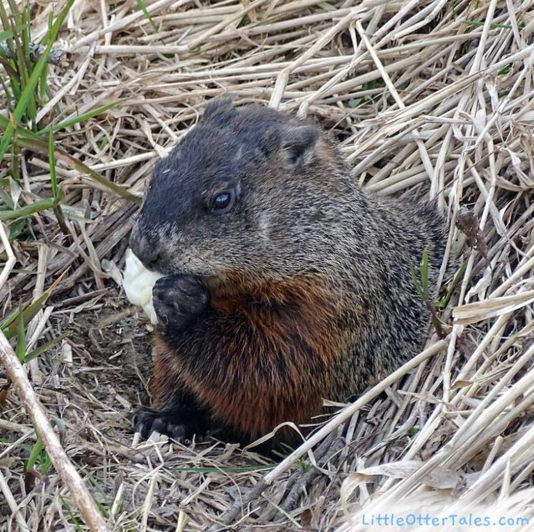 groundhog coming out of his burrow