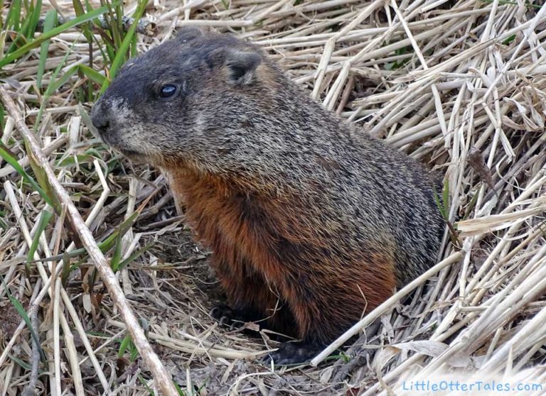 groundhog coming out of his underground burrow