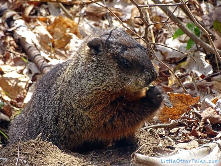 groundhog during spring