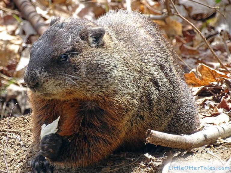 groundhog in the sun