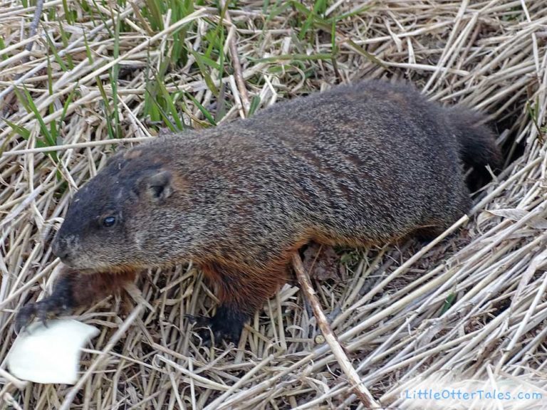 groundhog reaching for food