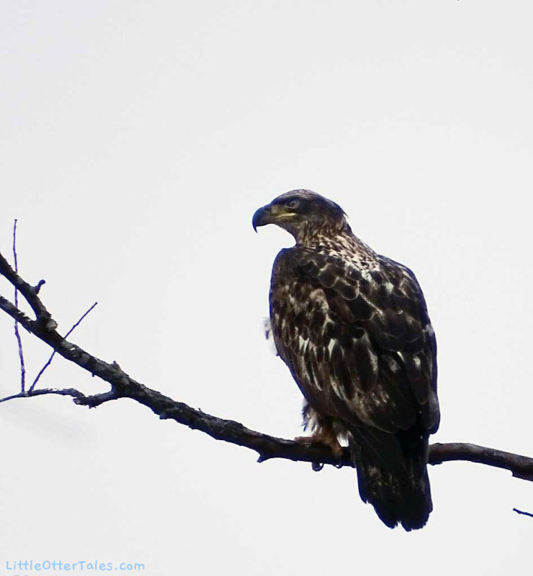 juvenile bald eagle