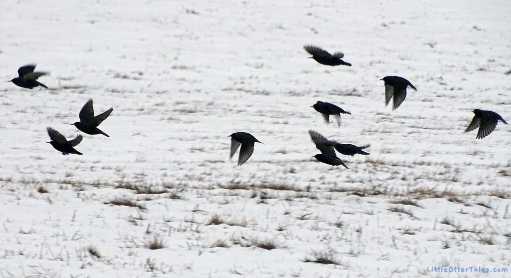 starllings birds in flight over snow