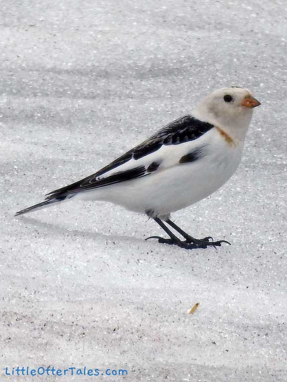 white bird - snow bunting during winter