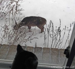young deer in snow outside window